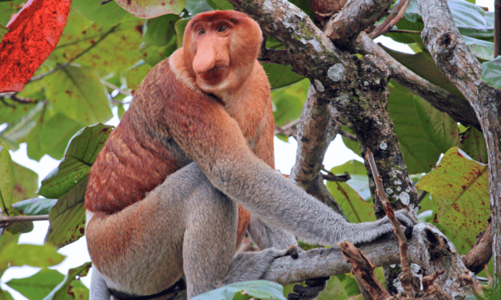 proboscis-monkey-during-a-tour-in-sabah.png