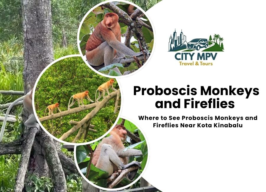 Where to See Proboscis Monkeys and Fireflies (1)