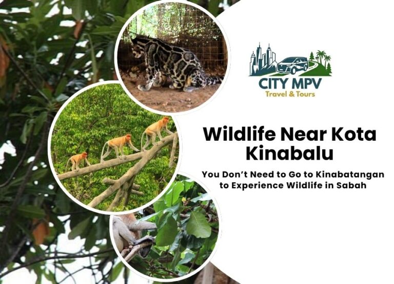 Wildlife Near Kota Kinabalu