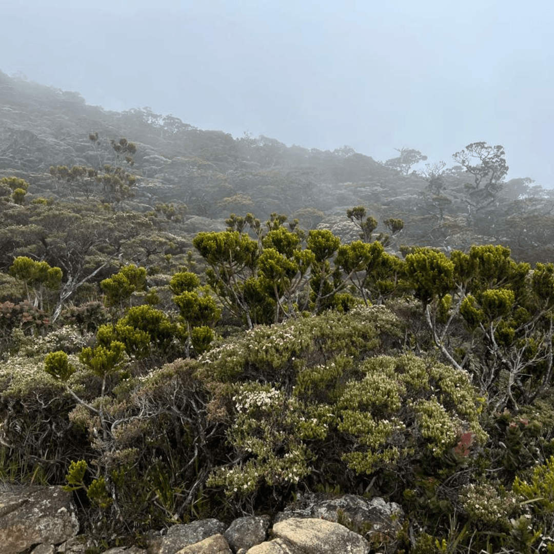 Mount Kinabalu Climbing