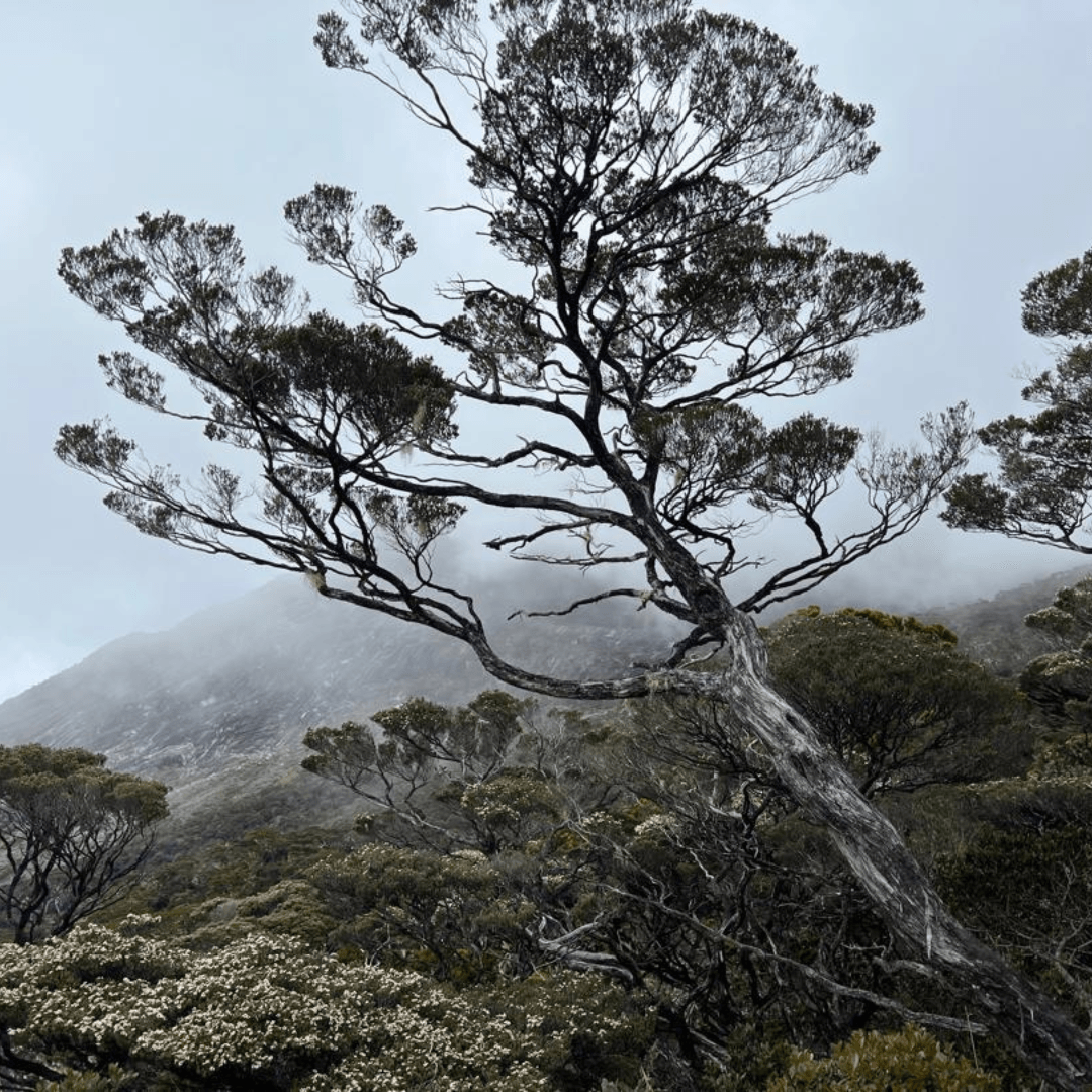Mount Kinabalu Climbing