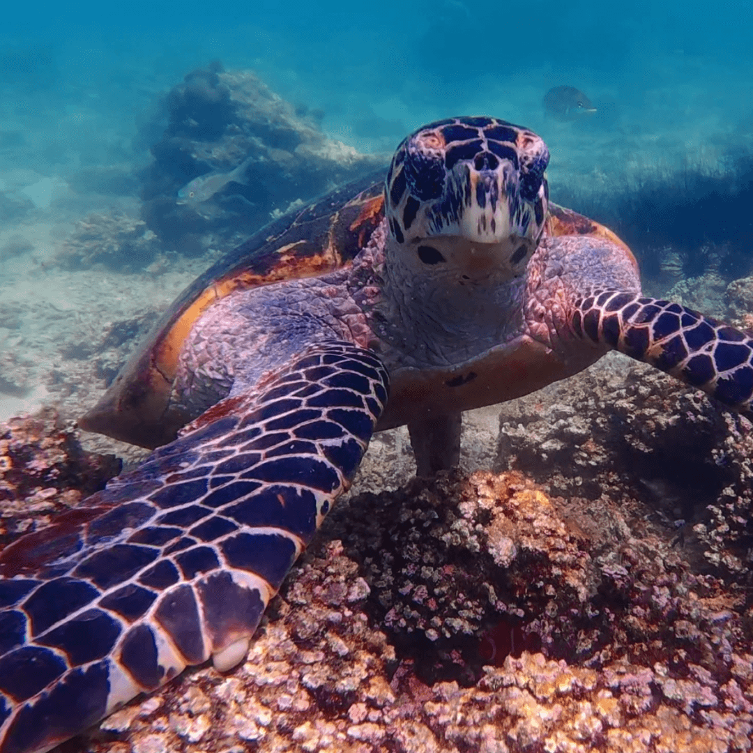 turtle-spotted-during-snorkeling-at-tunku-abdul-rahman-marine-park.png