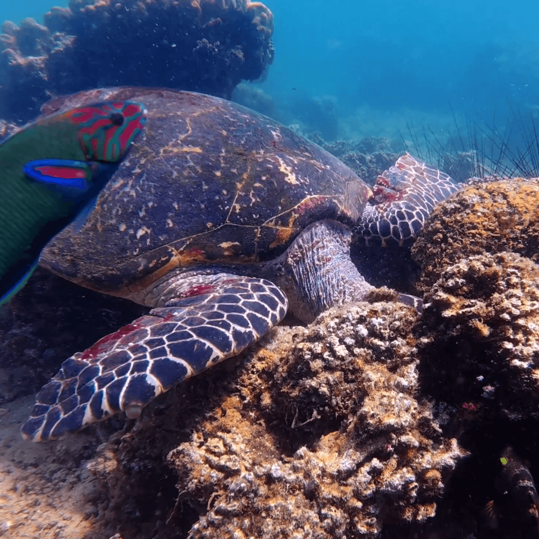 turtle-spotted-during-snorkeling-at-sapi-island.png